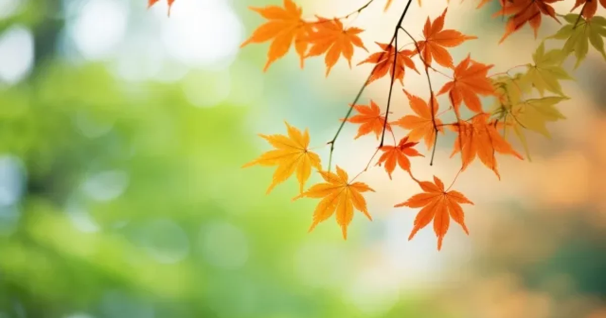 季節の変わり目に起こる身体の変化～秋～